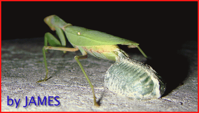 ● 螳螂產卵．剛才拍的生態照片．圖多 ●