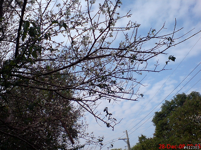 梅嶺~路陡、梅花開