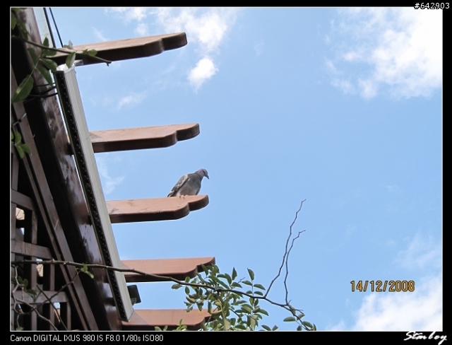 【試拍】IXUS 980 IS