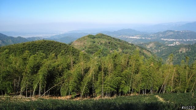 南投縣 鹿谷小半天→山豬湖產業道路→大崙山→羊彎→溪頭→鹿谷小半天