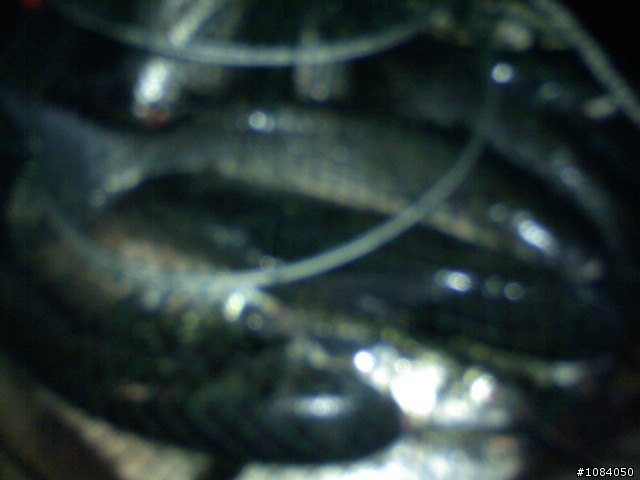 今天關渡宮前唱卡拉OK的人會不會太超過了