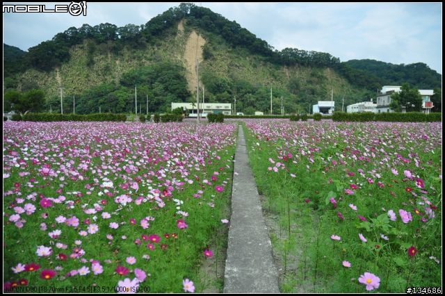 新竹縣芎林鄉秀湖村大波絲菊花田