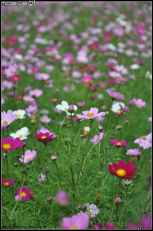 新竹縣芎林鄉秀湖村大波絲菊花田