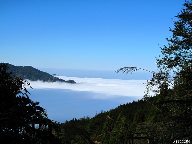 超壯麗的觀霧雲海---寒流受凍的代價是值得的