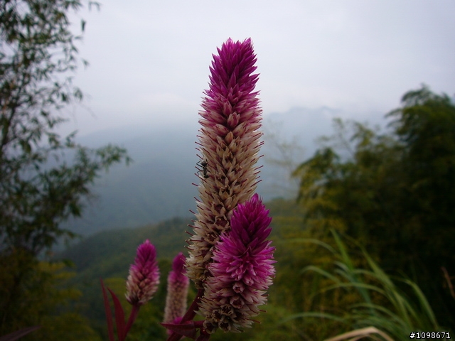 [分享]恨無月之大坑凌雲寺藥繕排骨湯之旅－凡骨篇
