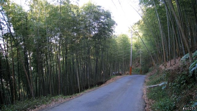 南投縣 鹿谷小半天→山豬湖產業道路→大崙山→羊彎→溪頭→鹿谷小半天