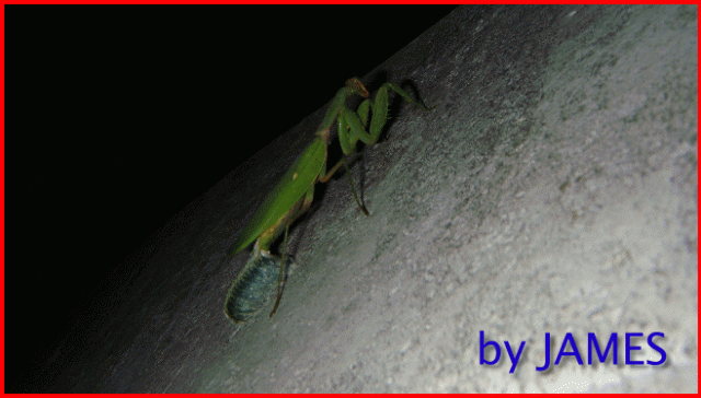 ● 螳螂產卵．剛才拍的生態照片．圖多 ●