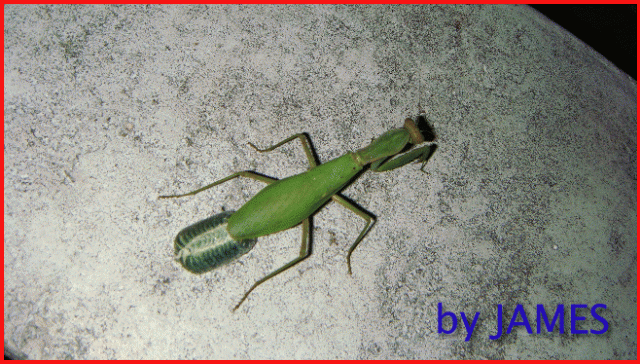 ● 螳螂產卵．剛才拍的生態照片．圖多 ●