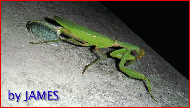 ● 螳螂產卵．剛才拍的生態照片．圖多 ●