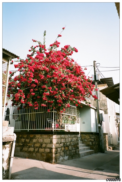 就是愛底片小相機! Minolta Riva Zoom 70w =w="