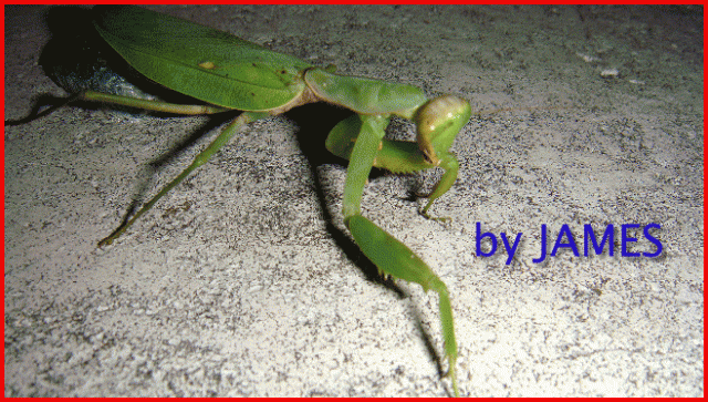 ● 螳螂產卵．剛才拍的生態照片．圖多 ●