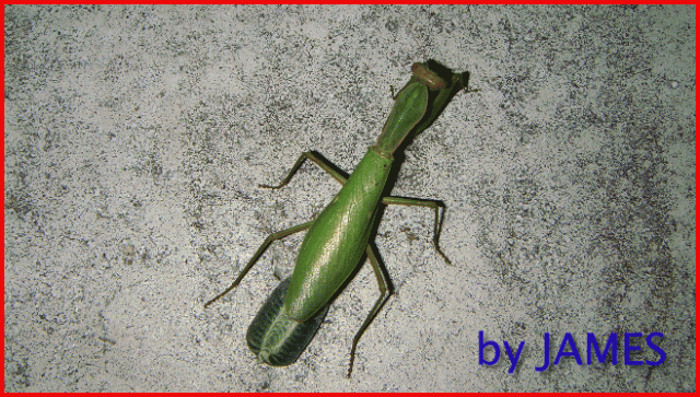 ● 螳螂產卵．剛才拍的生態照片．圖多 ●