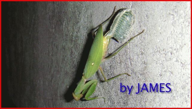 ● 螳螂產卵．剛才拍的生態照片．圖多 ●