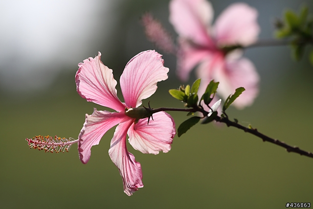 千年傳統．全新感受 ── 重新發現小小黑 EF 70-300mm F4-5.6 IS USM