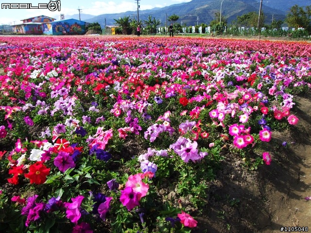 玉里-池上練騎,巧遇富里花季開幕