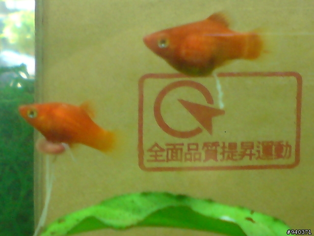 小紅豆變外星魚了