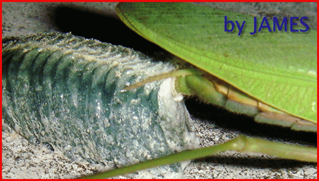 ● 螳螂產卵．剛才拍的生態照片．圖多 ●