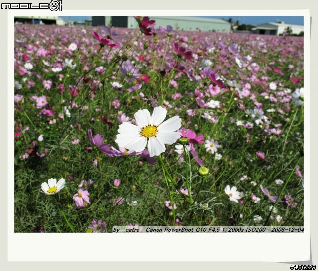 G10.....試拍花海....新手上路