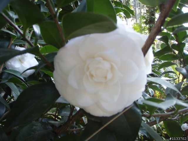 [約騎]1月2日賞山茶花之旅.確定取消.造成不便請見諒.