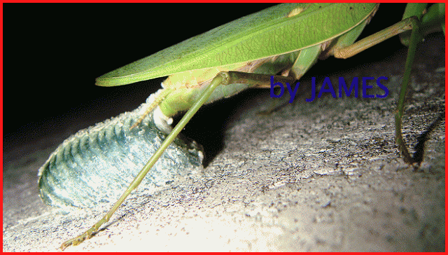 ● 螳螂產卵．剛才拍的生態照片．圖多 ●