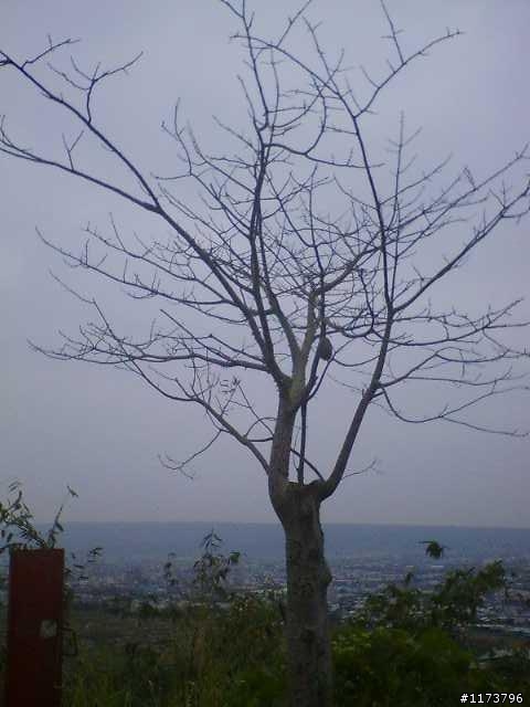 【約騎】2/21(星期六) 草屯茄荖山牛屎崎環保生態園區