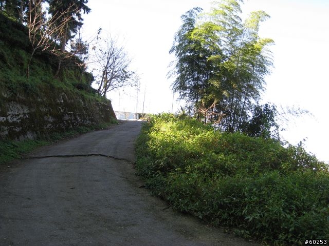 南投縣 鹿谷小半天→山豬湖產業道路→大崙山→羊彎→溪頭→鹿谷小半天
