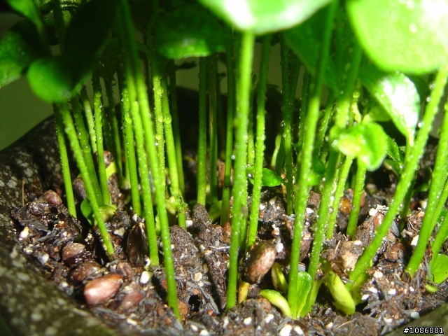 有關種子種植-柚子的問題(12/22更新..茂密的柚子盆栽)