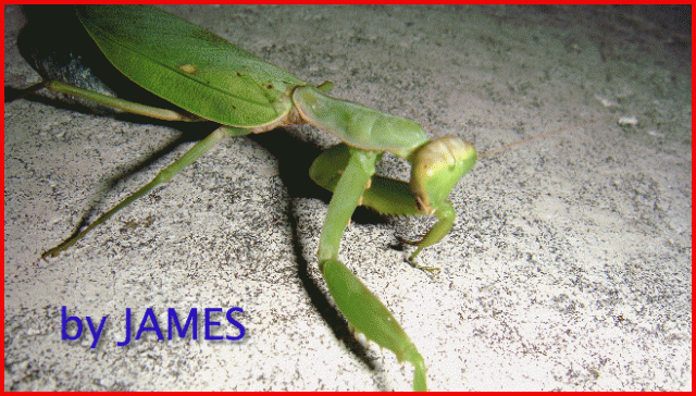 ● 螳螂產卵．剛才拍的生態照片．圖多 ●