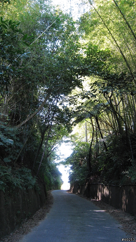 南投縣 鹿谷小半天→山豬湖產業道路→大崙山→羊彎→溪頭→鹿谷小半天