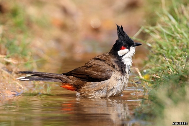 EF 800mm f5.6L IS 閩江河口 共同的牽掛