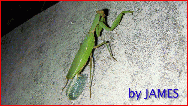 ● 螳螂產卵．剛才拍的生態照片．圖多 ●