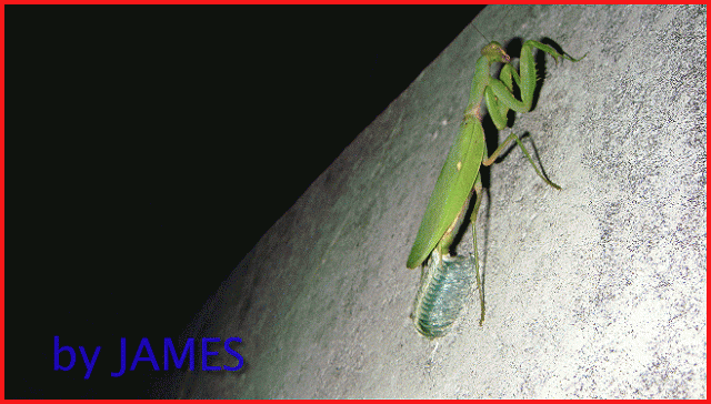 ● 螳螂產卵．剛才拍的生態照片．圖多 ●