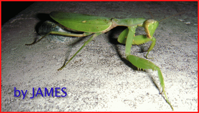 ● 螳螂產卵．剛才拍的生態照片．圖多 ●