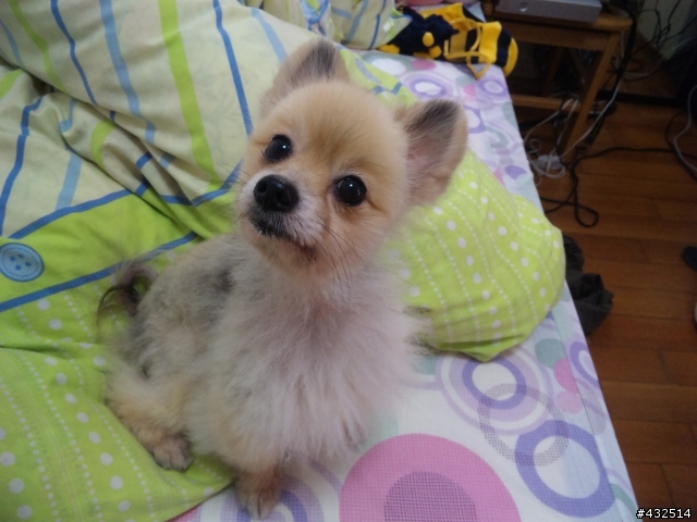 有關新式中文輸入