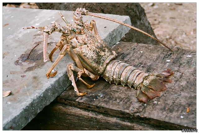 就是愛底片小相機! Minolta Riva Zoom 70w =w="