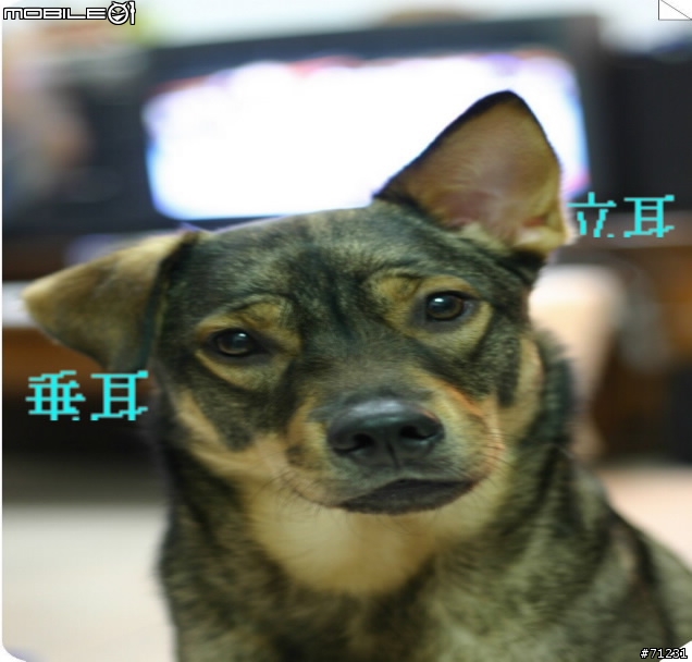 緊急......新竹竹東能否協助尋找走失狗