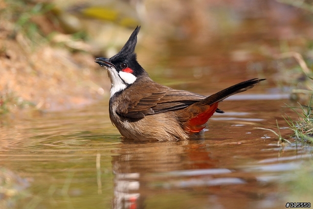 EF 800mm f5.6L IS 閩江河口 共同的牽掛