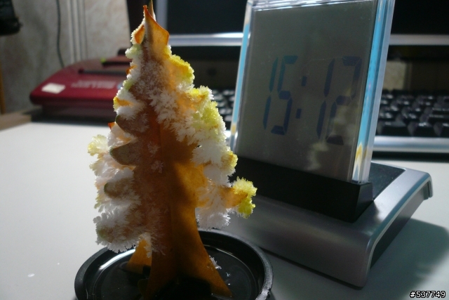 [分享]重溫兒時回憶～～會開花的紙樹
