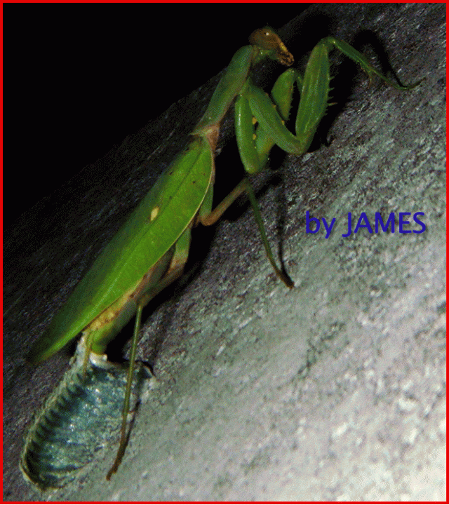 ● 螳螂產卵．剛才拍的生態照片．圖多 ●