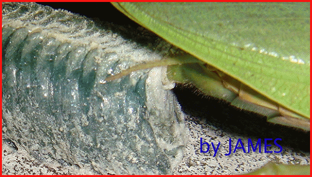 ● 螳螂產卵．剛才拍的生態照片．圖多 ●