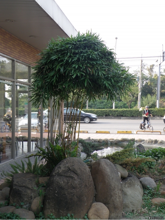 [分享]搖擺大之白河東山柳營單車約騎－foxpc亂拍照篇