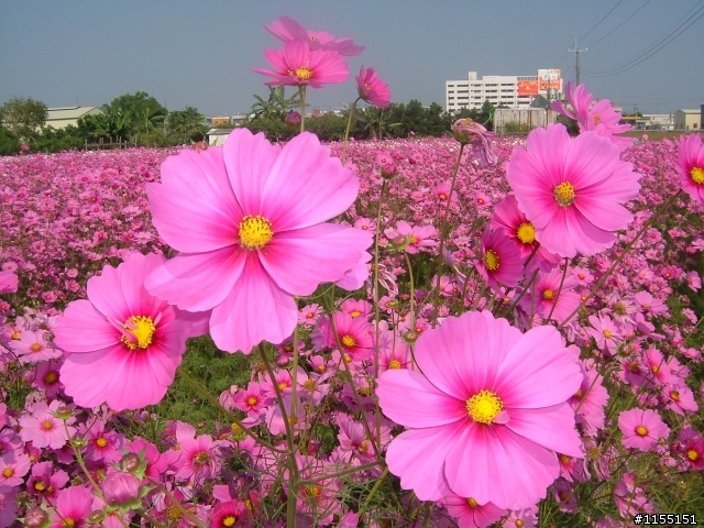 我的白日夢與大寮天人菊...