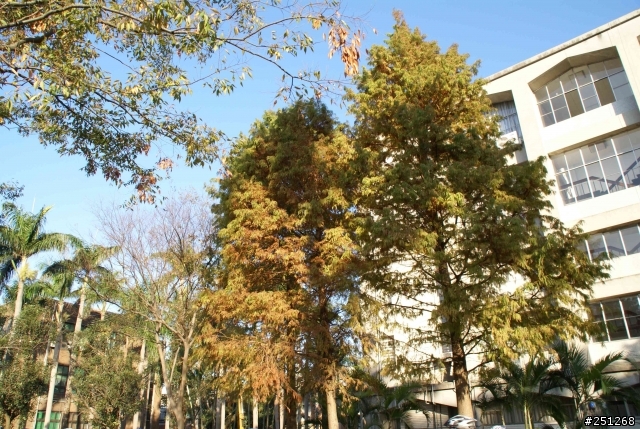 祝大家聖誕節快樂~~送上台北市的聖誕樹