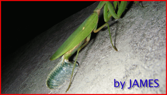 ● 螳螂產卵．剛才拍的生態照片．圖多 ●