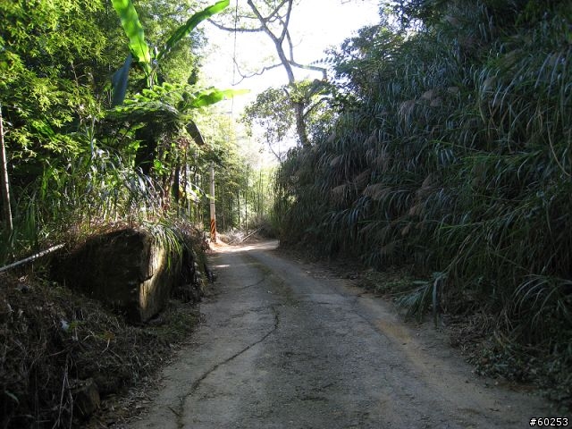 南投縣 鹿谷小半天→山豬湖產業道路→大崙山→羊彎→溪頭→鹿谷小半天
