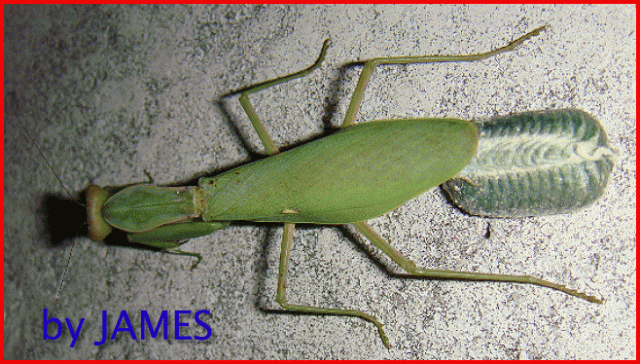 ● 螳螂產卵．剛才拍的生態照片．圖多 ●