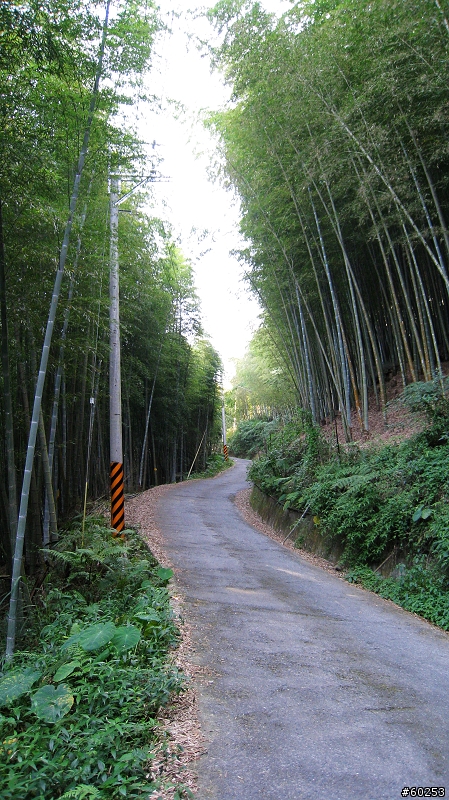 南投縣 鹿谷小半天→山豬湖產業道路→大崙山→羊彎→溪頭→鹿谷小半天