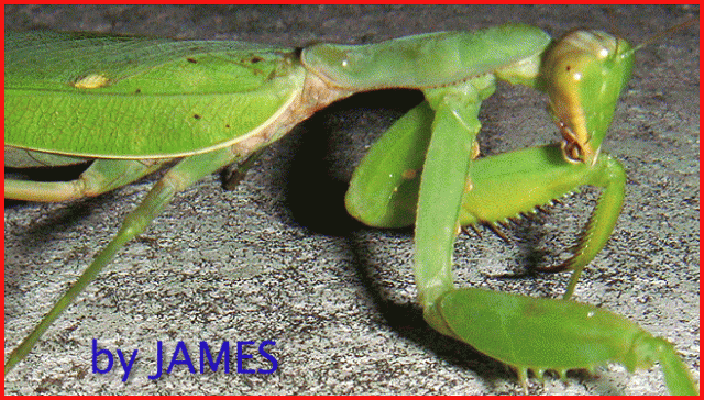 ● 螳螂產卵．剛才拍的生態照片．圖多 ●