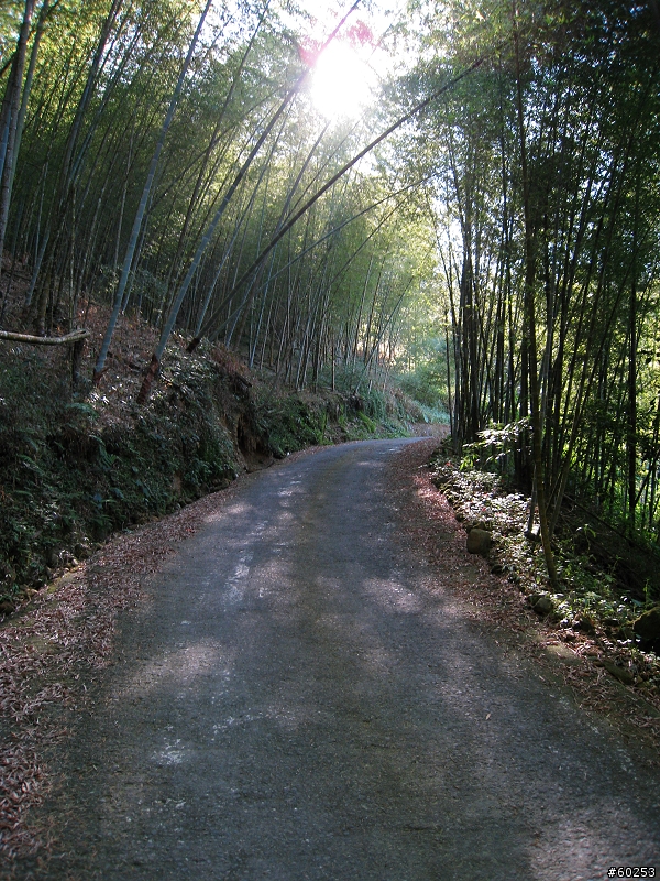 南投縣 鹿谷小半天→山豬湖產業道路→大崙山→羊彎→溪頭→鹿谷小半天