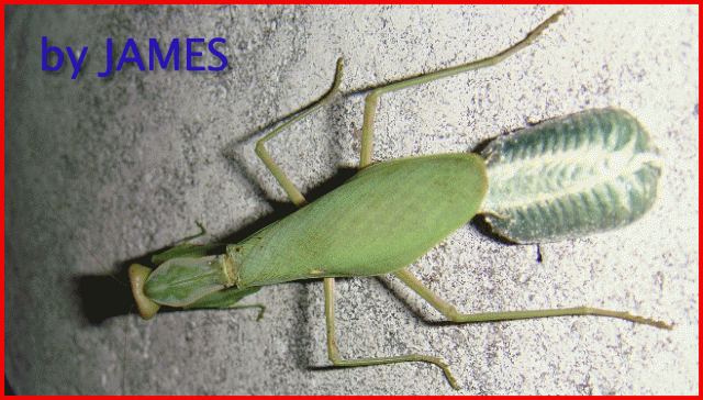 ● 螳螂產卵．剛才拍的生態照片．圖多 ●